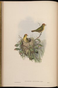 Stachyris ruficeps = Stachyridopsis ruficeps da John Gould